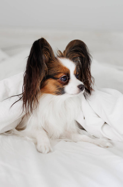 白い毛布の下のベッドのパピロン犬 - 写真・画像