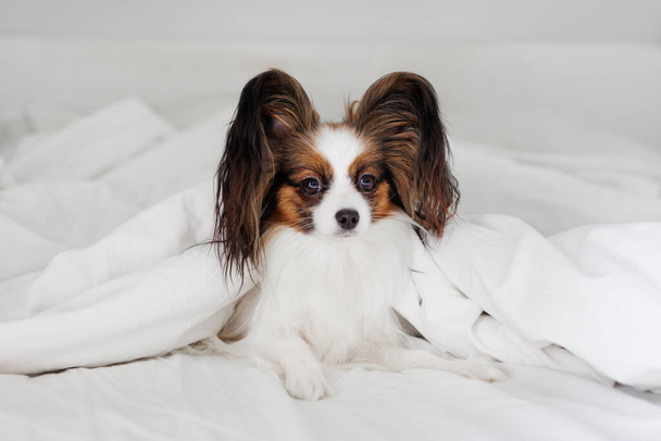 白い毛布の下のベッドの小さなパピロン犬 - 写真・画像