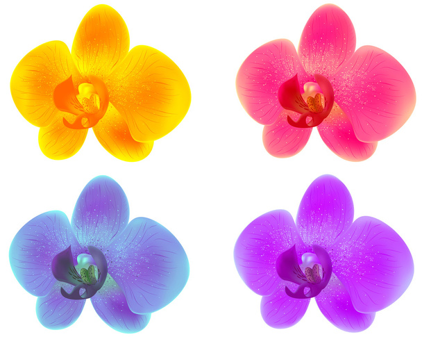 orchideák - Vektor, kép