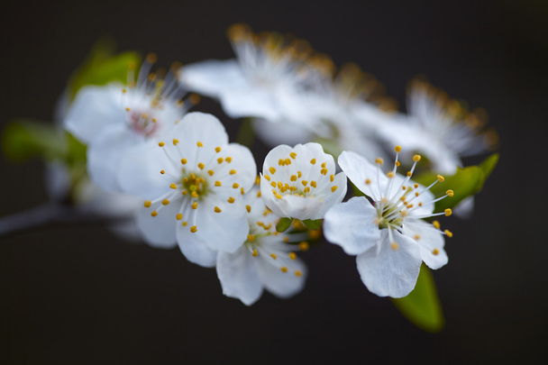 Flowering tree branch - Φωτογραφία, εικόνα