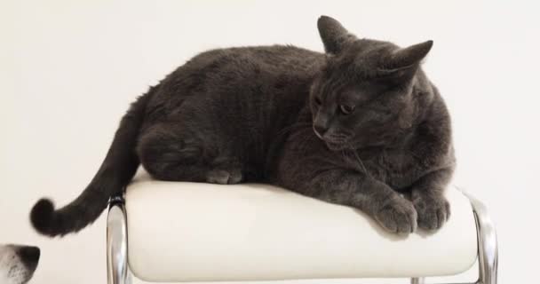 Η Βιρμανή γάτα κάθεται σε μια καρέκλα και παίζει με ένα σκύλο Τζακ Ράσελ Τεριέ. ψυχολογία γάτας και σκύλου - Πλάνα, βίντεο