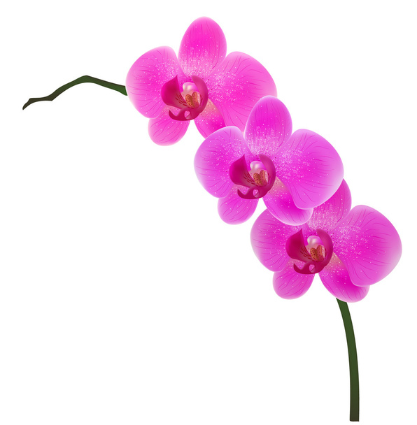 orchidej - Vektor, obrázek