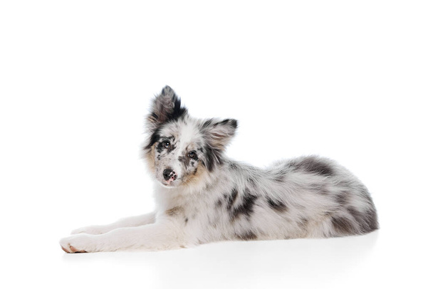 Junger Hund, reinrassiger marmorierter Border Collie auf dem Boden liegend und vor weißem Studiohintergrund in die Kamera blickend. Haustier sieht gesund aus. Konzept des Tierliebhabers, Tierlebens, Pflege und Veterinärwesen. - Foto, Bild