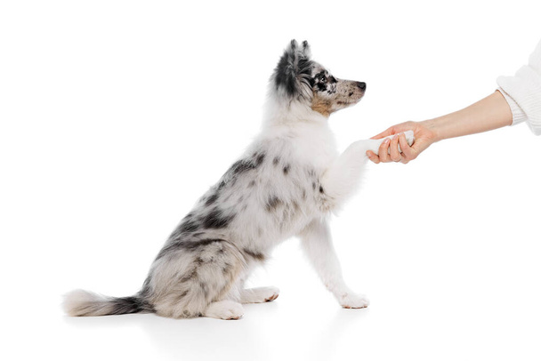 小さな子犬のサイドビューの肖像画,ピューレッドオーストラリアのシェパード犬は,白いスタジオの背景に対して人間に手を差し伸べます. ペット愛好家,動物生活,グルーミング,獣医の概念. コピースペース - 写真・画像