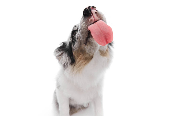 白いスタジオの背景にぶら下がる長い舌を持つ愛らしい遊び心のあるボーダーコリーの子犬のクローズアップ. ペット愛好家,動物生活,グルーミング,獣医の概念. コピースペース - 写真・画像