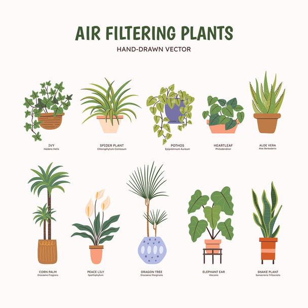 Κλιμακωτές εγκαταστάσεις καθαρισμού αέρα για εσωτερικούς χώρους. Φυτά που καθαρίζουν τον αέρα από επιβλαβείς ουσίες. Αγγλική και επιστημονική ονομασία κάτω από το σχέδιο του φυτού. Πολύχρωμη διανυσματική απεικόνιση. - Διάνυσμα, εικόνα