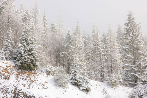 Снежный лес с деревьями, покрытыми снегом. Деревья высокие и раскинутые, создавая мирную и серенькую атмосферу. Заснеженная земля добавляет красоту сцене - Фото, изображение
