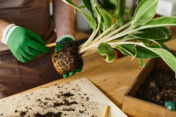 Una persona con guantes verdes sosteniendo delicadamente una planta en un ambiente relajante y botánico. - Foto, Imagen