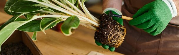 Une personne en gants verts tient délicatement une plante dans un cadre botanique serein. - Photo, image