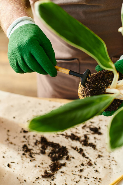 Osoba w zielonych rękawiczkach starannie chwastuje roślinę w zakładzie, ucieleśniając koncepcję posiadania małego przedsiębiorstwa. - Zdjęcie, obraz
