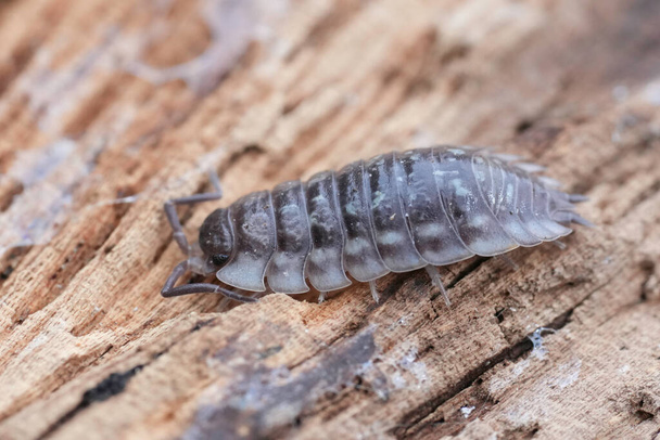 Natural closeup on a common shiny woodlouse, Oniscus asellus sitting on wood - Photo, Image
