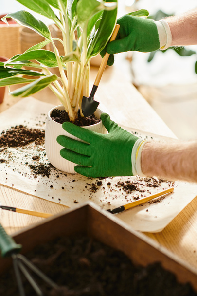 hombre con guantes verdes con cuidado tiende a una planta en maceta en un entorno encantador tienda de plantas. - Foto, Imagen