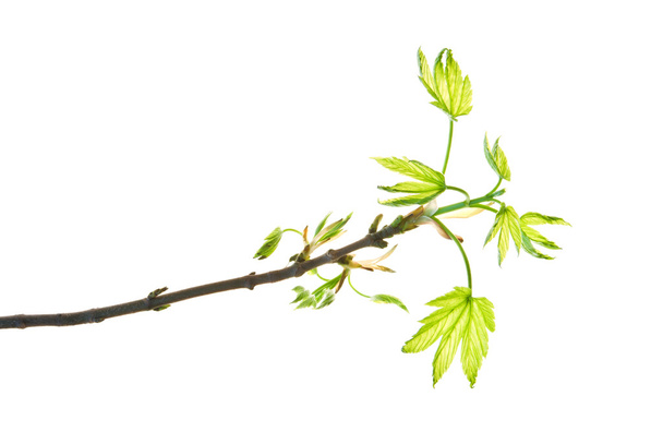Maple-Twig-with-buds-dismissing-Young-Leaves-Isolated-on-White-s - Foto, Imagem