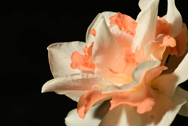 hermosa flor de narciso sobre fondo negro - Foto, Imagen
