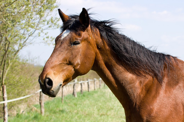 коричневая лошадь - Фото, изображение