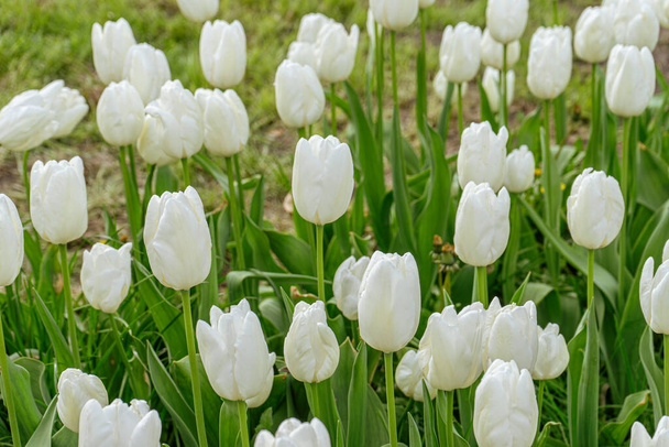 白いチューリップの花緑の葉は,草地,公園,屋外で咲いています. チューリップフィールド,自然,春,花の背景. - 写真・画像