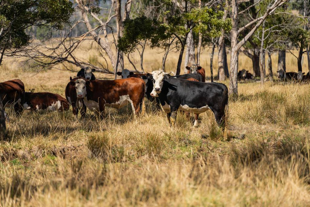 vacas de galope con cinturón en un campo en una agricultura regenerativa  - Foto, imagen