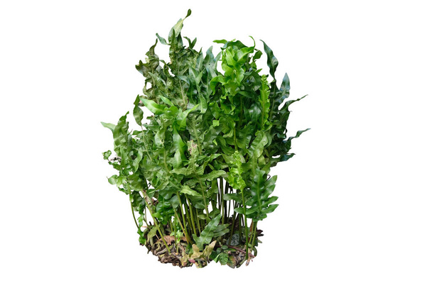 Fresh green Phymatosorus Scolopendria Golden Twisted fern.the garden landscaping shrub isolated on white background, clipping path included. - Photo, Image