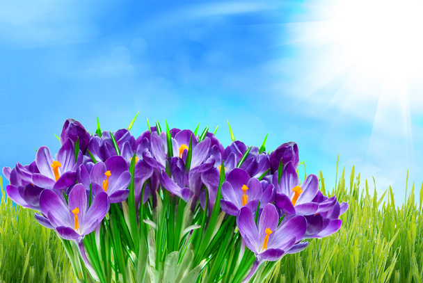 crocus flower - Foto, imagen