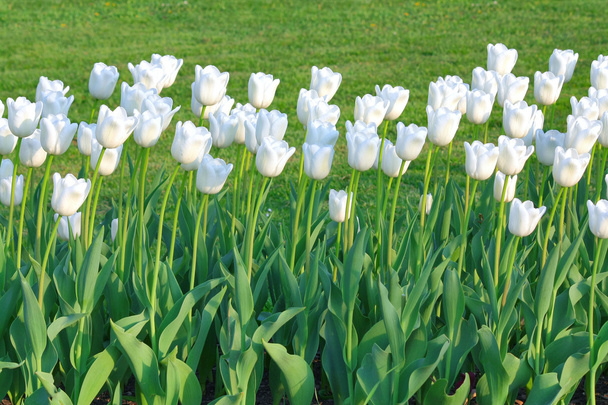 білі тюльпани
 - Фото, зображення