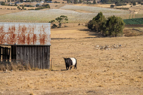 hermoso ganado en Australia comiendo hierba, pastando en pastos. Rebaño de vacuno de cría regenerativa en una explotación agrícola.  - Foto, imagen