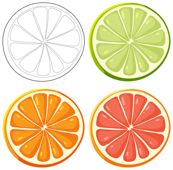 4つの柑橘類のフルーツスライスのベクトルイラスト. - ベクター画像