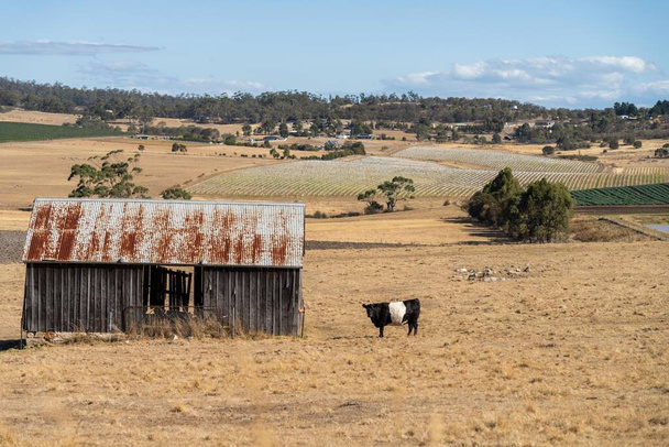 hermoso ganado en Australia comiendo hierba, pastando en pastos. Rebaño de vacuno de cría regenerativa en una explotación agrícola.  - Foto, imagen