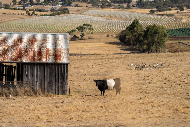 vaca galopante con cinturón en un campo en una granja en Australia - Foto, imagen