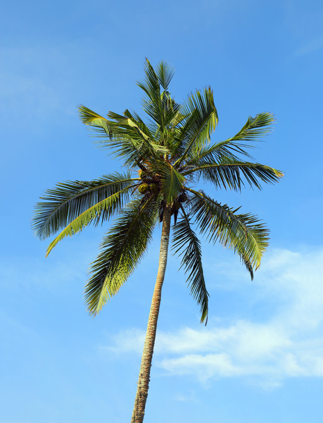 coconut palm against blue sky - Foto, immagini