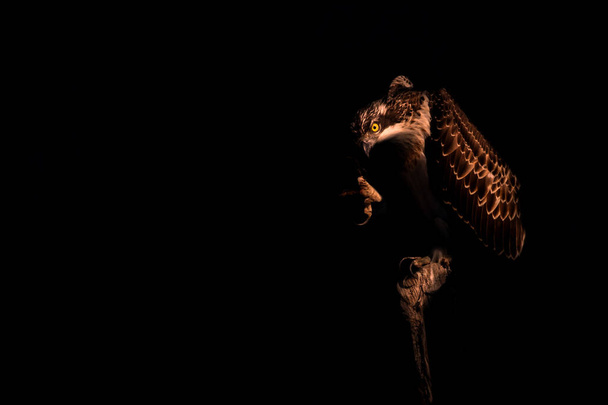 Osprey. Artistic wildlife photography. Dark nature background. - Photo, Image