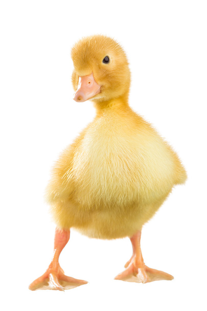 Canard jaune
 - Photo, image