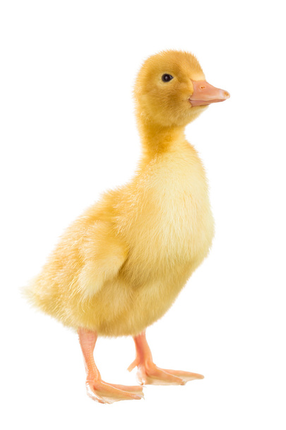 Little yellow duckling - Photo, Image