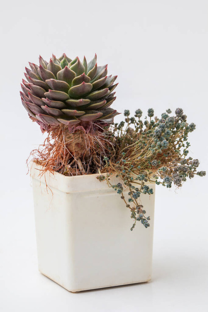 Succulent Graptopetalum bellum felette with Sedum Dyphyllum minor in plastic pot - Фото, изображение