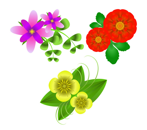 Flowers on  white background - Vector, Image