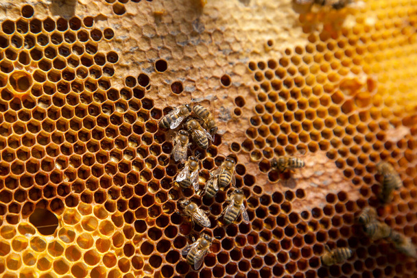 As molduras de uma colmeia acabaram de ser tiradas da colmeia com mel doce. Abelhas ocupadas no favo de mel amarelo com células abertas e seladas para mel doce. Mel de abelha coletado no belo favo de mel marrom - Foto, Imagem