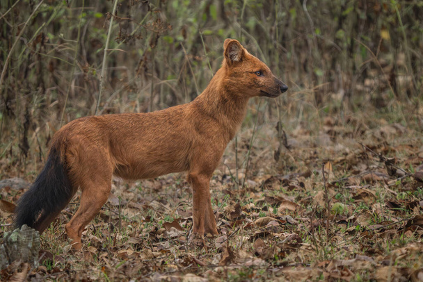 Dhole - Cuon alpinus, belo icônico cão selvagem indiano das florestas e selvas do sul e sudeste da Ásia, Nagarahole Tiger Reserve, Índia. - Foto, Imagem
