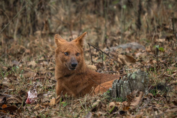 Dhole - Cuon alpinus, prachtige iconische Indian Wild Dog uit Zuid- en Zuidoost-Aziatische bossen en jungles, Nagarahole Tiger Reserve, India. - Foto, afbeelding