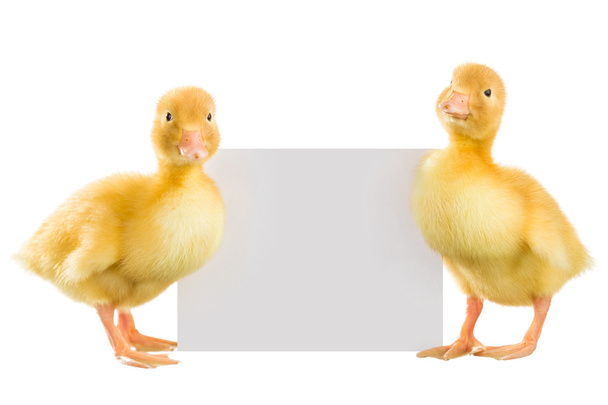 Patos amarillos
 - Foto, imagen