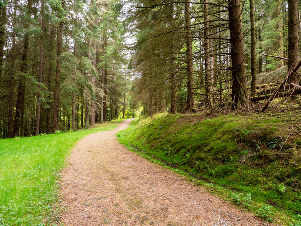 Trail through tall pine trees with a green grass verge in the Argyll Forest Park, Scotland - Photo, Image