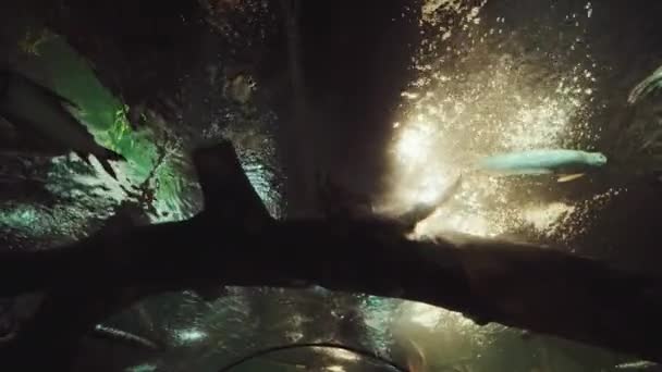 Een betoverende onderwaterwereld. Levendige, filmische onderwaterbeelden met groot detail - Video