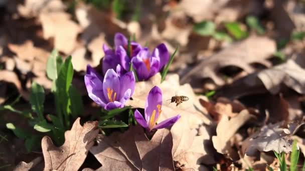 Pszczoła zbiera nektar z kwiatów krokusa, wiosna. Kwitnące purpurowe kwiaty krokusa z bliska, słoneczny wiosenny dzień. zapylanie kwiatów przez owady. Delikatny purpurowy kwiat, selektywne skupienie - Materiał filmowy, wideo