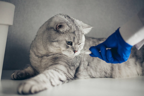 médico en guantes médicos azules dando píldora a lindo gato británico en el interior, primer plano. Vitaminas para anima - Foto, imagen