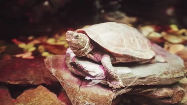 schildpadden in Shanghai oceaan aquarium prachtig uitzicht - Video