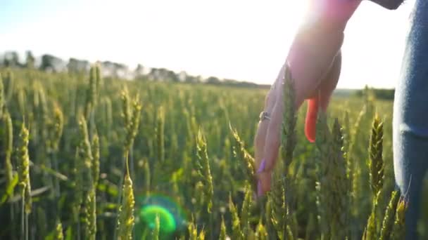 Close-up hand van jonge vrouw aanraken en strelen groene spikelet op het veld. Onherkenbaar meisje genieten van schilderachtige natuur op zonnige dag. Wazige achtergrond. Langzame beweging. - Video