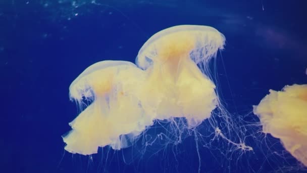 medúza Sanghajban óceán akvárium gyönyörű kilátás - Felvétel, videó