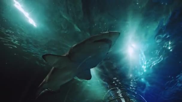 Mesmerizing underwater world. Vibrant, cinematic underwater visuals with great detail - Footage, Video