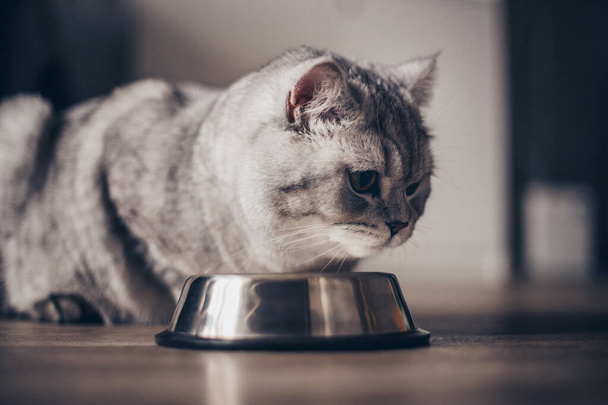 Szary brytyjski tłusty kot w paski jedzący z miski na drewnianej podłodze. Słodki kociak czystej krwi na kuchni z metall bowl. Cute czystej krwi szary kot leży dobrze nakarmiony iwyglądają jak wojna - Zdjęcie, obraz