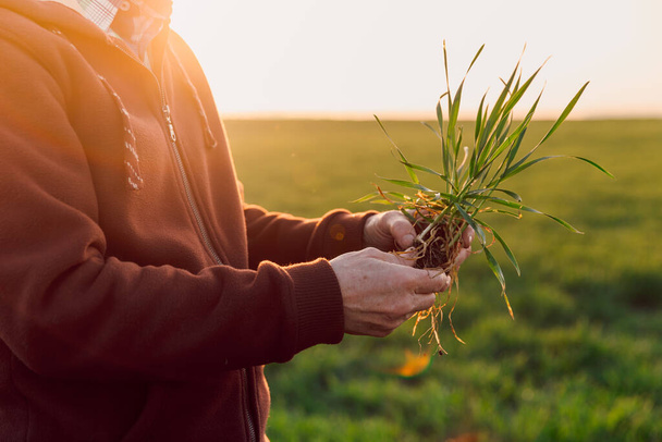 Homem tocando brotos de trigo no campo. Mão de agricultor experiente que verifica a saúde de raízes depois do crescimento uma semente de planta cultivada de sementes de verduras ou vegetais - Foto, Imagem