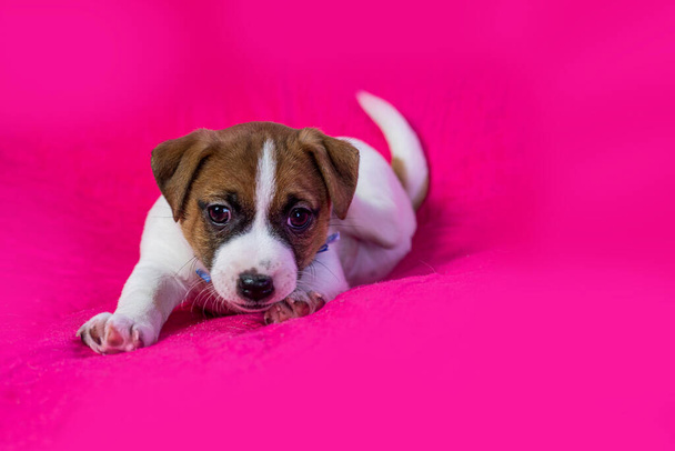 明るいピンクの背景の近くに座っている小さなジャックラッセルテリアの子犬 - 写真・画像