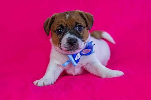 kleine Jack Russell terrier puppy met een blauwe strik op zijn nek staat in de buurt van een fel roze achtergrond - Foto, afbeelding